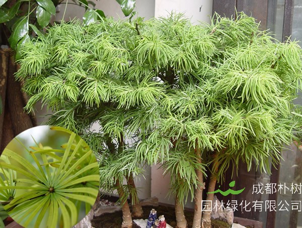 金钱松图片大全_最新图片_高清大图