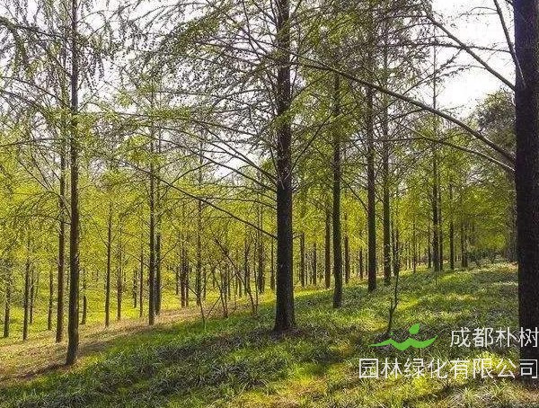 金钱松图片大全_最新图片_高清大图