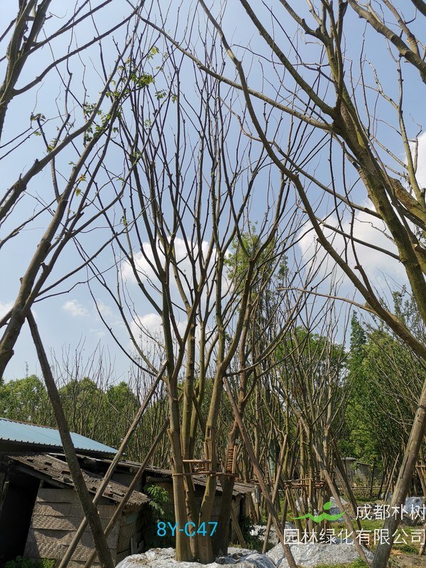 丛生朴树栽几根杆最好？