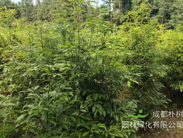 金丝楠木苗多少钱一株？