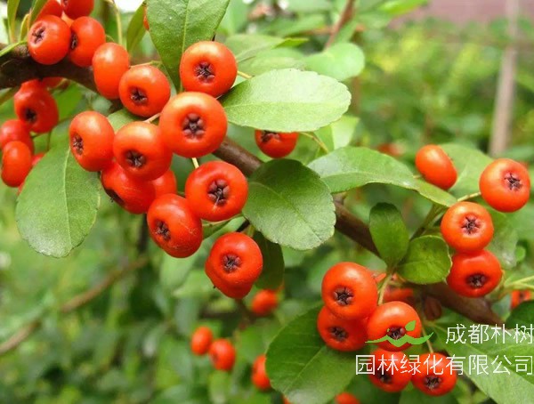 火棘图片大全，最新植物火棘图片