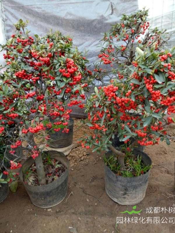 火棘图片大全，最新植物火棘图片