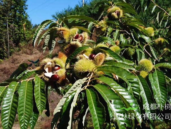 种植板栗树几年结果实？