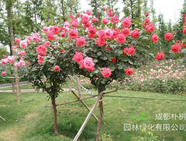 月季树多少钱一株？