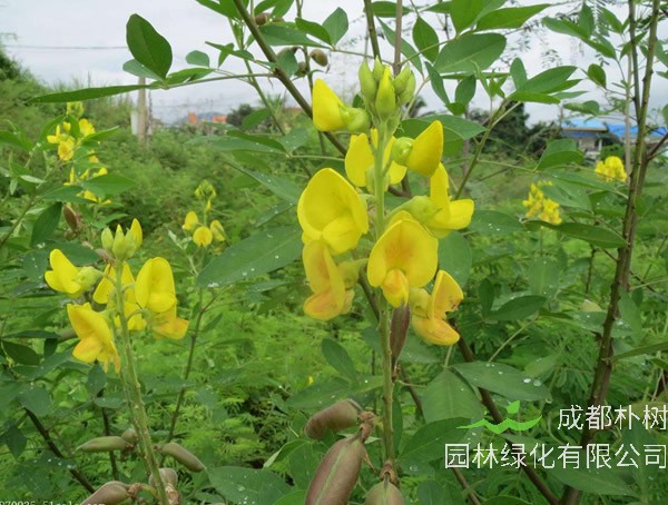 木豆树形态特征_生长环境_分布范围以及主要价值