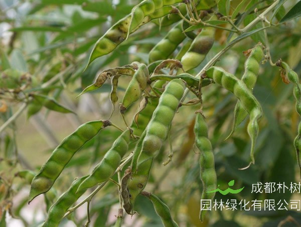 木豆树形态特征_生长环境_分布范围以及主要价值