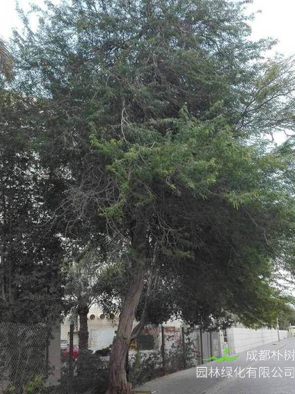 木豆树的栽培方法有哪些？