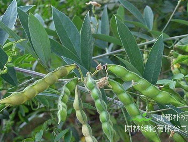 木豆树形态特征_生长环境_分布范围以及主要价值