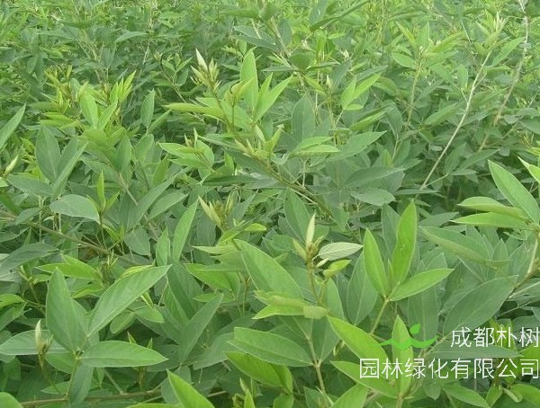 木豆叶的功效与作用有哪些？