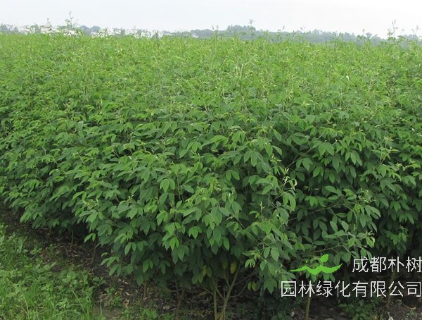木豆叶怎么吃效果最好？