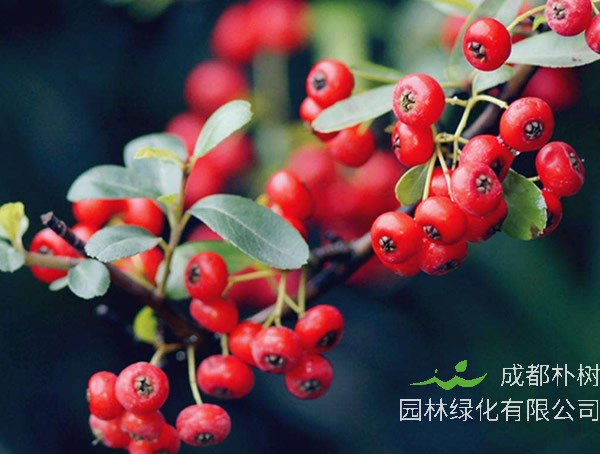 火棘图片大全，最新植物火棘图片