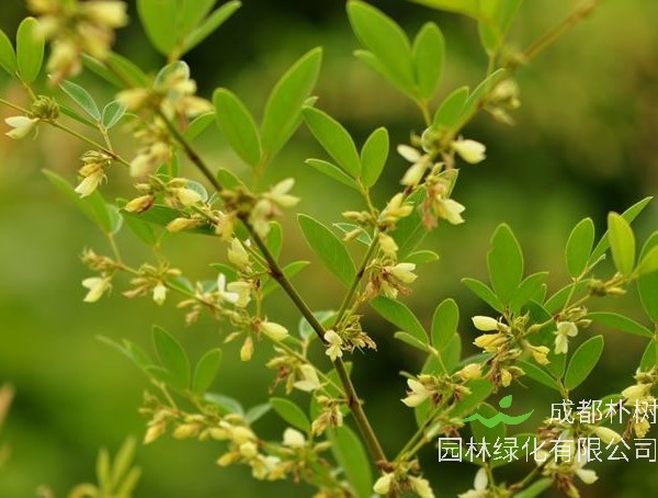 木豆煲牛肉有什么作用？