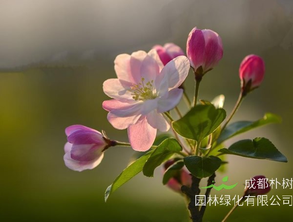 海棠的开花时间是什么时候？