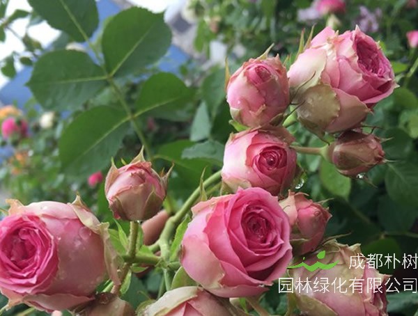 维萨里月季能长多高？