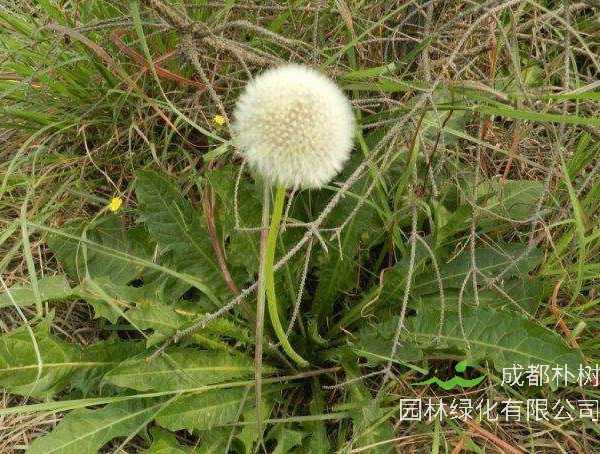 白缘蒲公英可以吃吗？