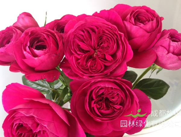 伊芙酒窖月季优缺点有哪些？