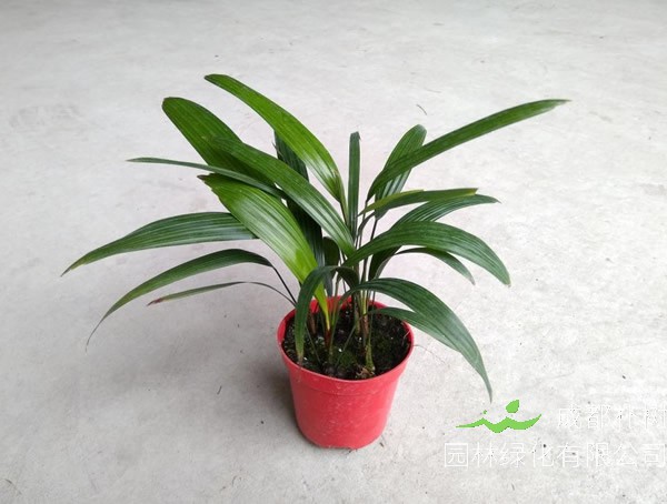 观音棕竹的养殖方法和注意事项有哪些？