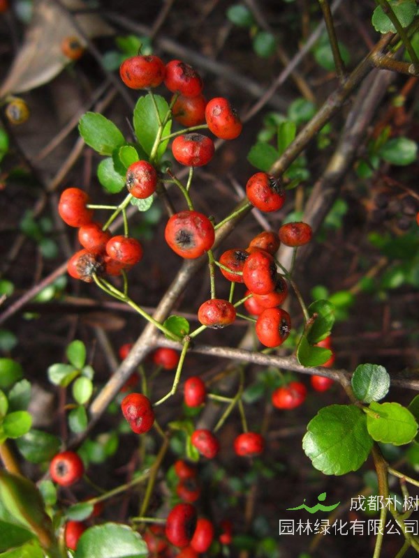 火棘图片大全，最新植物火棘图片