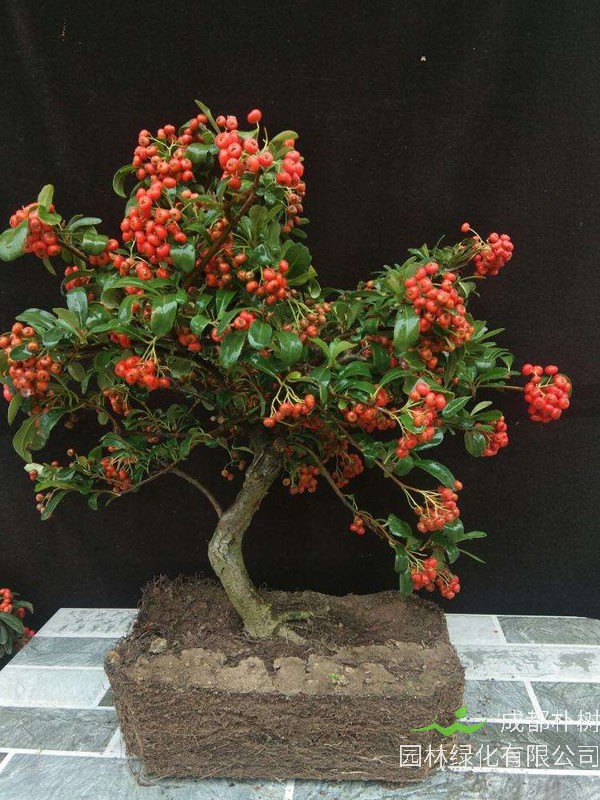 火棘图片大全，最新植物火棘图片