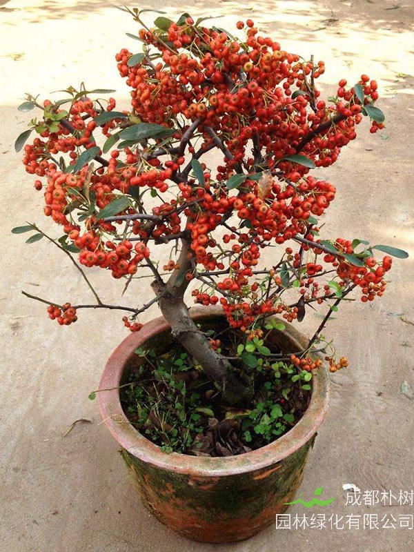 火棘图片大全，最新植物火棘图片