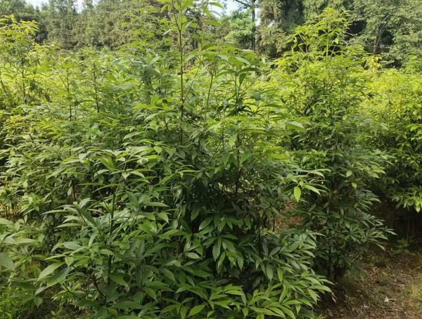 金丝楠木苗多少钱一株？