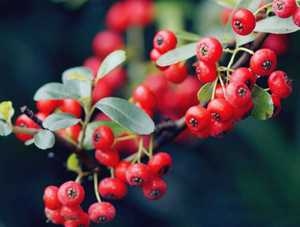 火棘图片大全，最新植物火棘图片