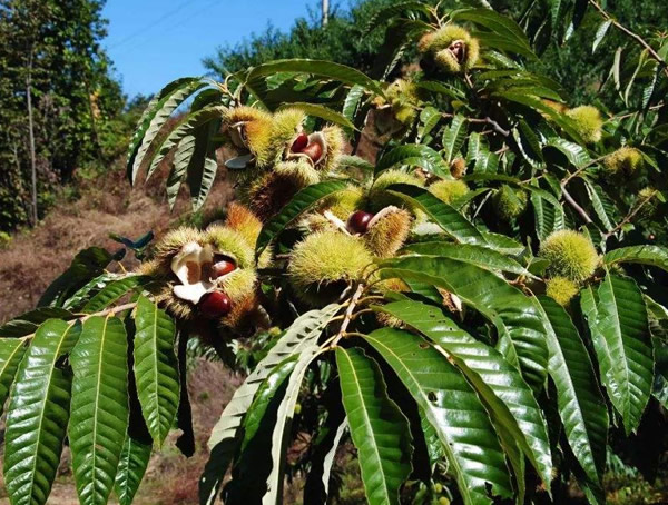 种植板栗树几年结果实？