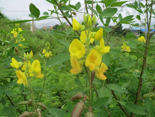 木豆树形态特征_生长环境_分布范围以及主要价值