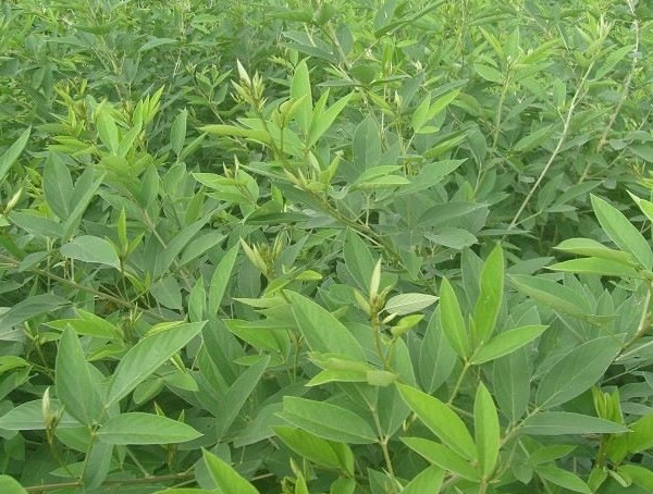 木豆叶的功效与作用有哪些？