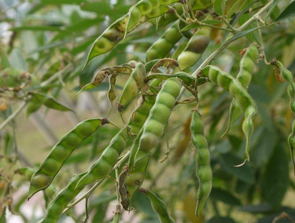 木豆树的药用功效有哪些？
