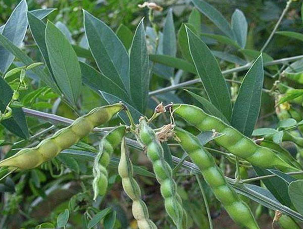 绿化用的木豆树在北方可以生长吗？