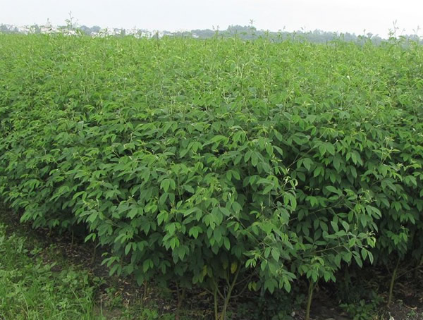 木豆叶怎么吃效果最好？