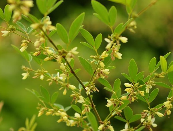 木豆煲牛肉有什么作用？