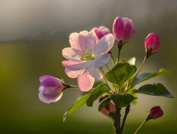 海棠的开花时间是什么时候？