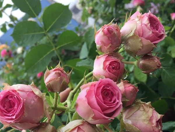 维萨里月季能长多高？