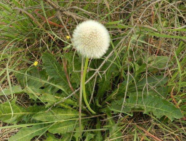 白缘蒲公英可以吃吗？