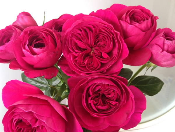 伊芙酒窖月季优缺点有哪些？