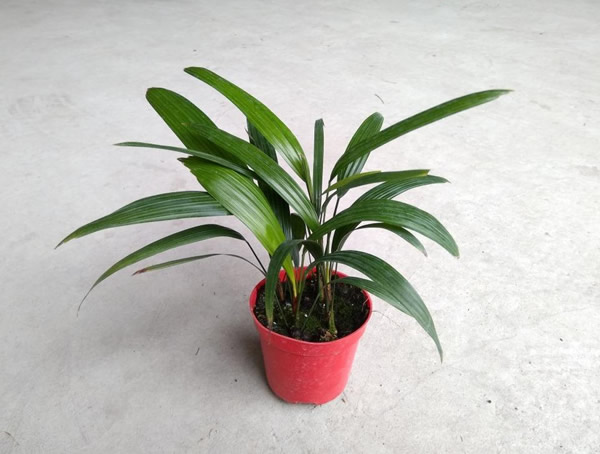 观音棕竹的养殖方法和注意事项有哪些？