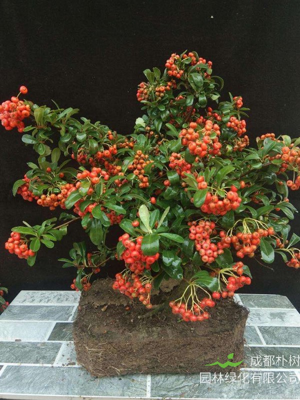 火棘图片大全，最新植物火棘图片