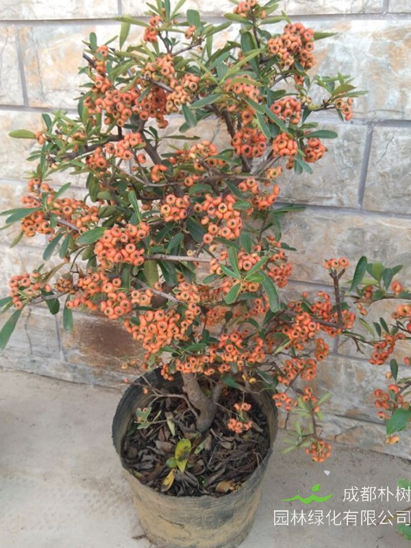 火棘图片大全，最新植物火棘图片