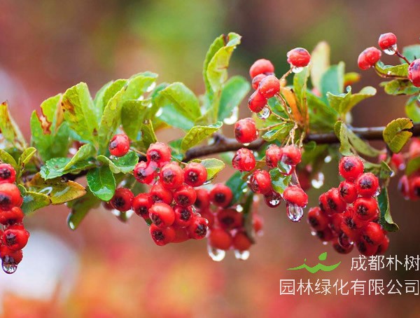 火棘图片大全，最新植物火棘图片