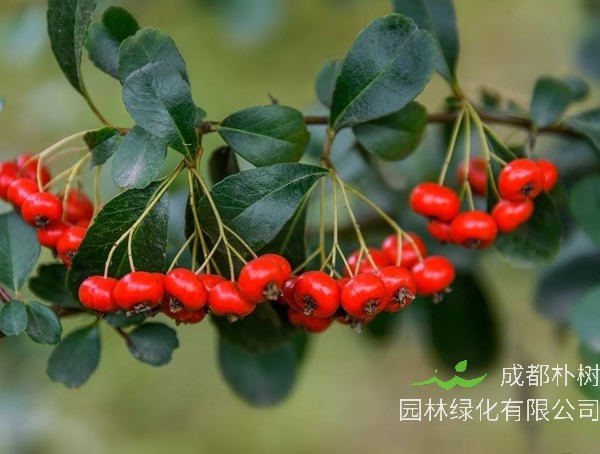 火棘图片大全，最新植物火棘图片