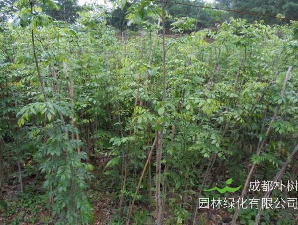 黄花梨的价钱是多少？行情怎么样？