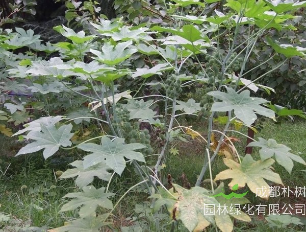 蓖麻树能活多久？