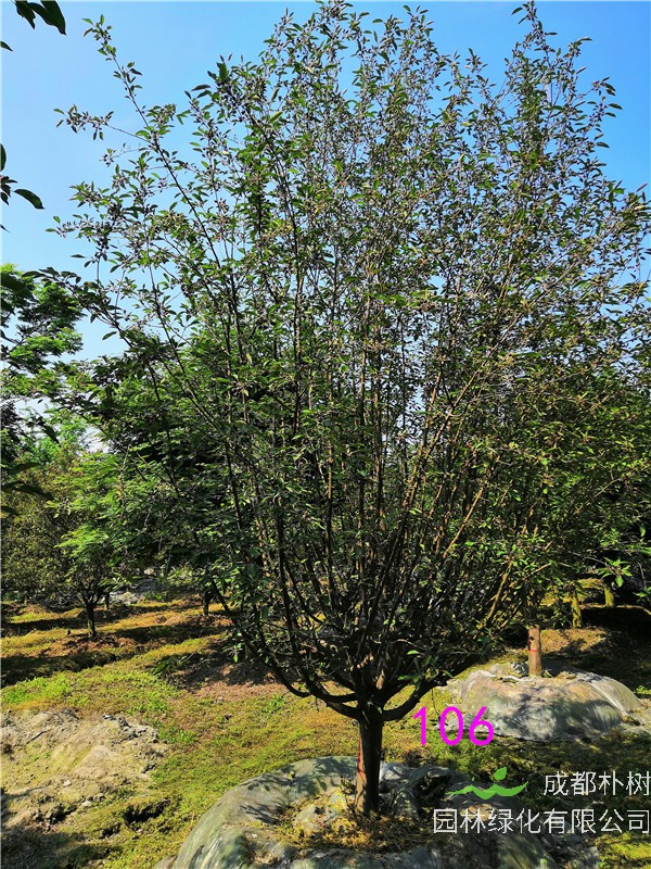 2020年绚丽海棠11-14公分的价格形势是怎么样的？