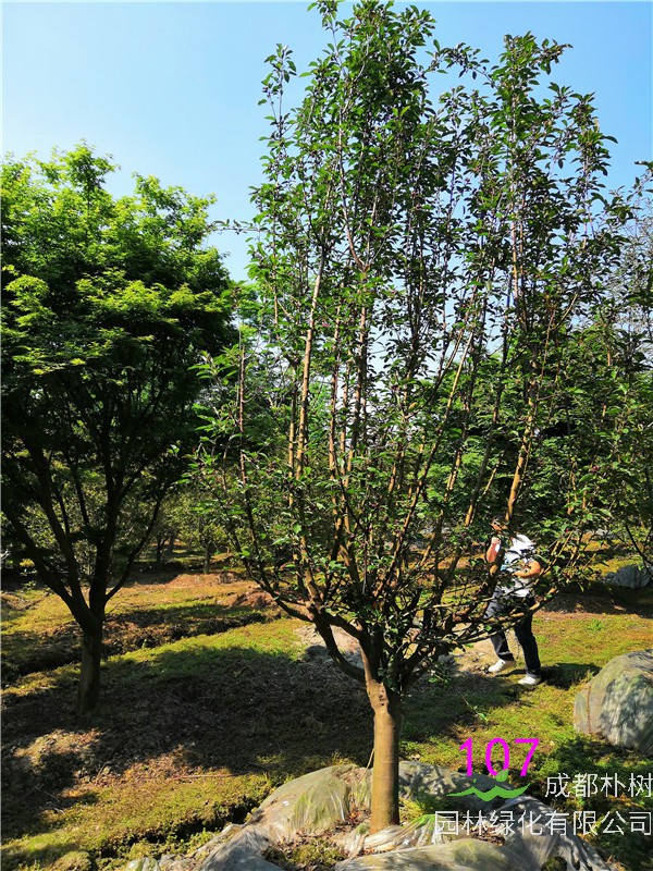 2020年绚丽海棠11-14公分的价格形势是怎么样的？