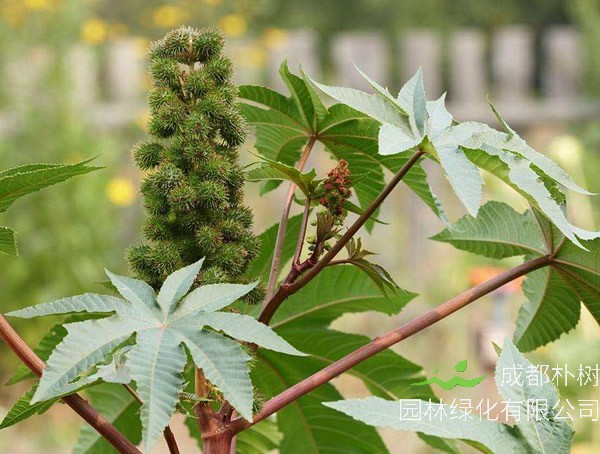 蓖麻子的功效与作用及禁忌分别有哪些？