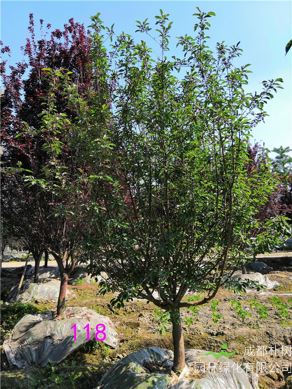 北美海棠怎么种植？