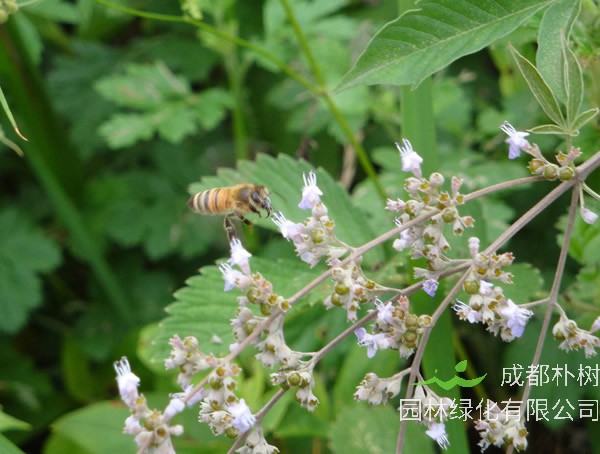 荆条树的功效与作用有哪些？