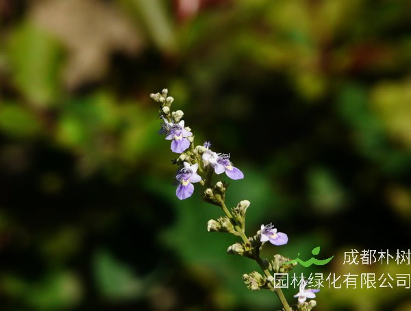 荆条树是什么树？